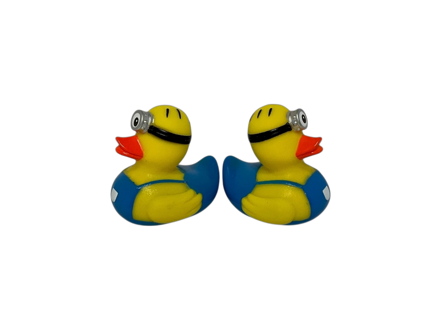 One eye cockle. Sm 3542