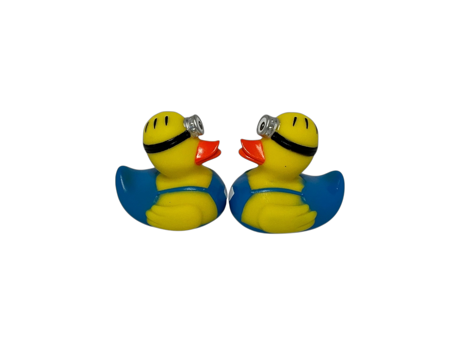 One eye cockle. Sm 3542